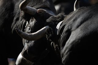 Le dimanche 12 mai, jour de la fête des mères, quelque 150 vaches devraient se mesurer à Aproz, en Valais, pour obtenir le titre de reine nationale 2024 (archives). KEYSTONE/VALENTIN FLAURAUD